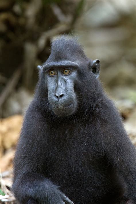 Sulawesi Black Crested Macaque 5 Chris Hill Wildlife Photography