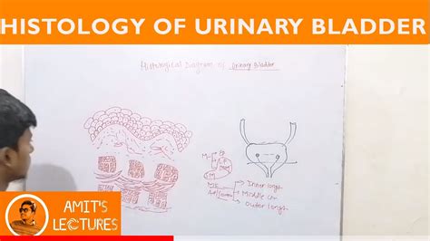 Histological Diagram Of Urinary Bladder Histology Uhs Youtube
