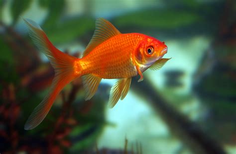Can You Train A Goldfish Wonderopolis