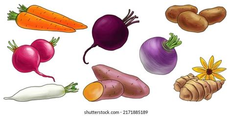 Drawing Root Vegetables Isolated White Background Stock Illustration