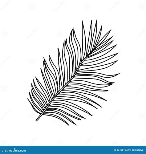 Vector Illustration Of Black Outline Tropical Exotic Palm Tree Leaves