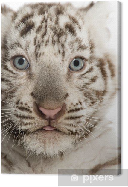 When to use welp in place of well? Canvas Close-up van een witte tijger welp, 2 maanden oud ...