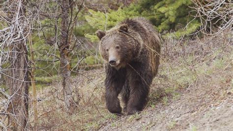 Man Survives Brown Bear Attack In Alaska Video Abc News