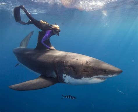 Shark Conservationist And Model Ocean Ramsey Swims With Great White