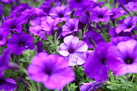 Beautiful Purple Flowers Stock Photo Image Of Green 43243984