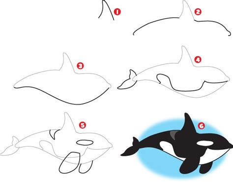 How To Draw A Killer Whale Whale Drawing Whale Sketch Drawings