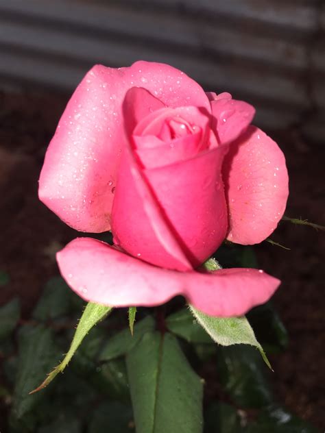Pink Rose Rose Buds Beautiful Flowers Love Flowers