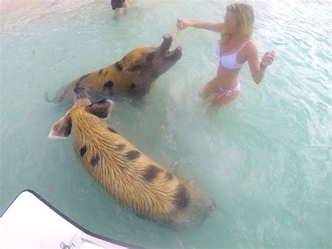 Pig Beach How To Visit The Bahamas Swimming Pigs In Staniel Cay Exuma