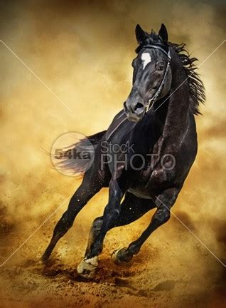 black horse running wild photography equestrian ka stockphoto