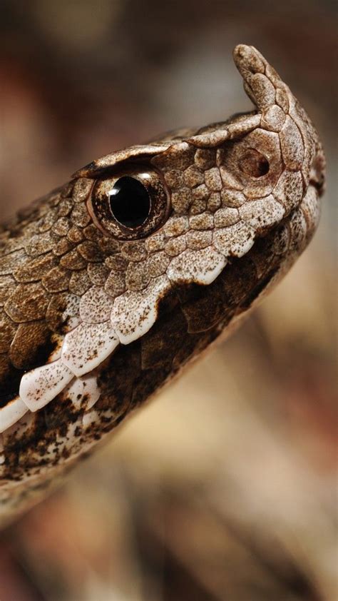 Horned Viper Snake Serbia Montenegro Albania Greece Macedonia