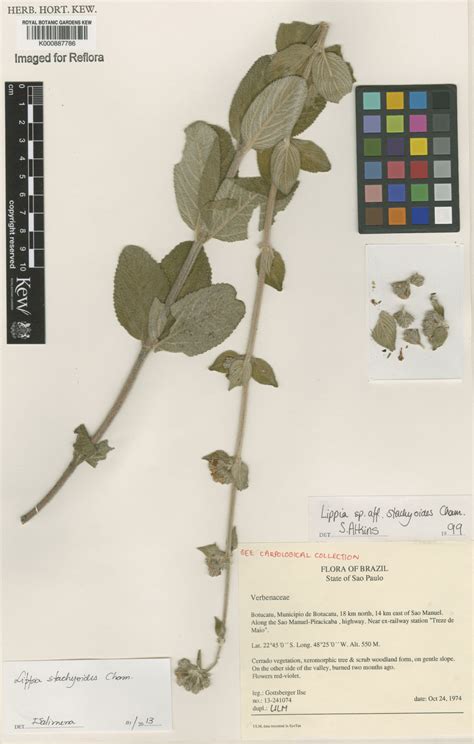 Lippia Stachyoides Cham Plants Of The World Online Kew Science