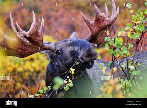 Alaska Moose Tundra Moose Yukon Moose Alces Alces Gigas Feeding On Leaves From A Bush Usa