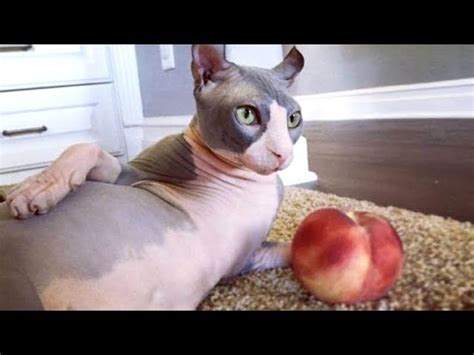 Naked Cats Are Way Funnier Than Furry Cats Funny Hairless Cats