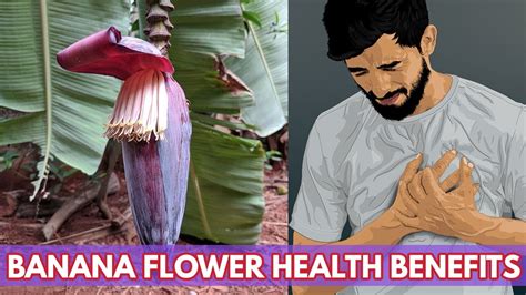 Top 12 Amazing Health Benefits Of Banana Flower Banana Flower