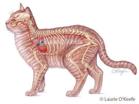 Circulatory System Of The Cat Viewed From The Left Lateral Side