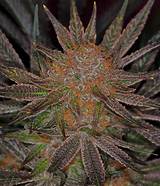 Best Marijuana Buds Pictures Pictures