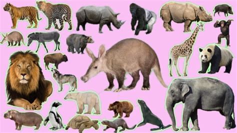 Animal names and sounds in the zoo | animals wrong shadow matching game for kids: bunyi haiwan untuk kanak kanak ( gambar haiwan liar) - YouTube