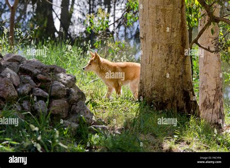 Australia Adelaide Cleland Wildlife Park Australian Dingo Canis