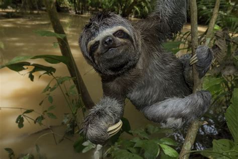 Explore The Amazon Rainforest With New Virtual Reality Film Live Science