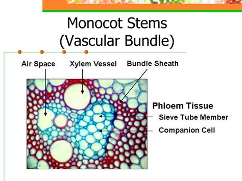 Ppt Plant Anatomy And Physiology Powerpoint Presentation Free Download
