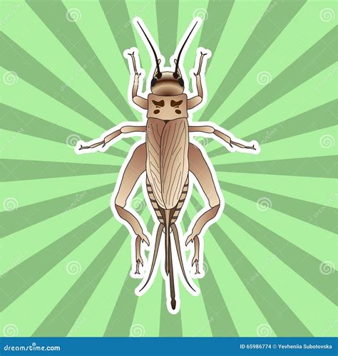 Insect Anatomy Sticker Cricket Grig Gryllus Campestris Sketch Of