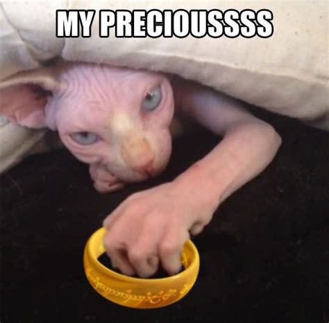 Chat Sphinx Gollum Lord Of The Ring Precieux Funny Cat Pictures Cats