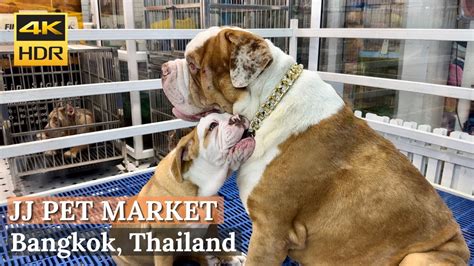 Bangkok Chatuchak Weekend Market Pet Zone Biggest Pet Market In