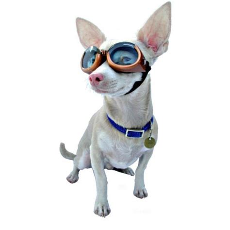 Dog Eye Goggles