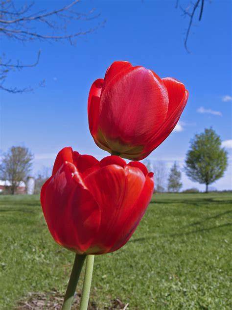 Send scrumptious cakes to bangalore. Tulip Flowers In Bangalore