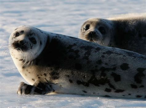 Extraordinary Earth Heres How Harp Seal Pups Rely On Ice Floes In Northwest Atlantic Abc News