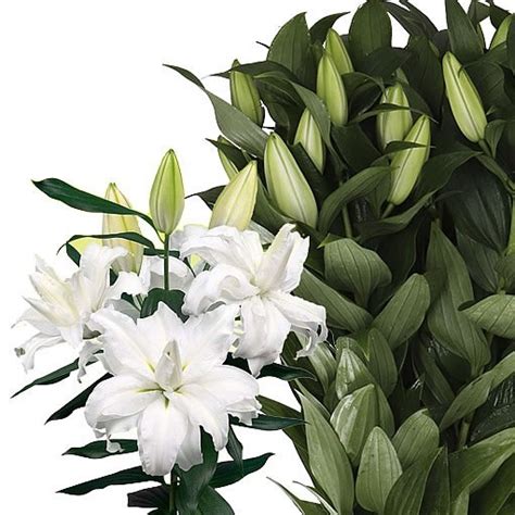 LILY ORIENTAL ROSELILY EDSILIA 70cm Wholesale Dutch Flowers