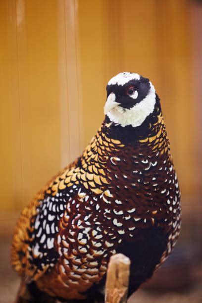 90 Imperial Pheasant Photos Stock Photos Pictures And Royalty Free
