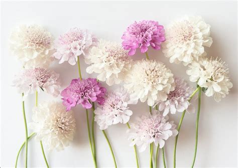 Scabiosa Imperial Mix Seeds Pincushion Flower Mourning Etsy