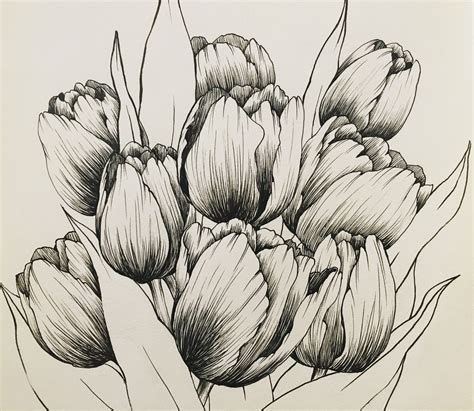 Hand Drawing By Hanna Chung A Bunch Of Tulips Tulip Drawing Tulips