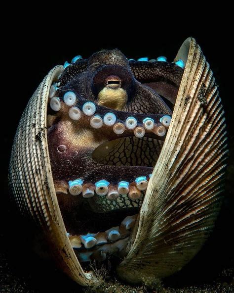 Ocean Marine Life Animals🌐 On Instagram Coconut Octopus Hiding In