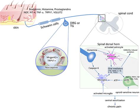 Peripheral And Central Mechanisms Of Sensitization Of Pain Processing