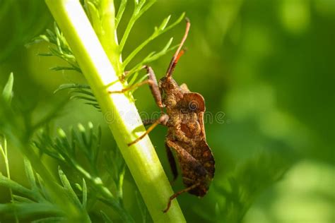 Armor Bug Sits A Stalk Of Grass At The Spring Field Stock Image Image