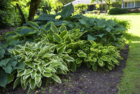 Complete Guide To Hostas How To Plant Grow And Care For Them