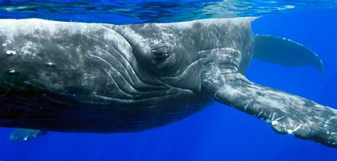 What Were Two Humpback Whales Doing With A Dead Gray Whale Calf