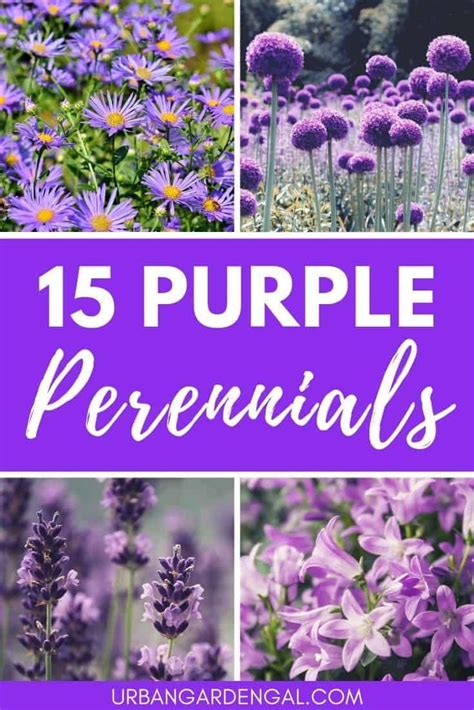 15 Purple Perennials Purple Flowers Garden Purple
