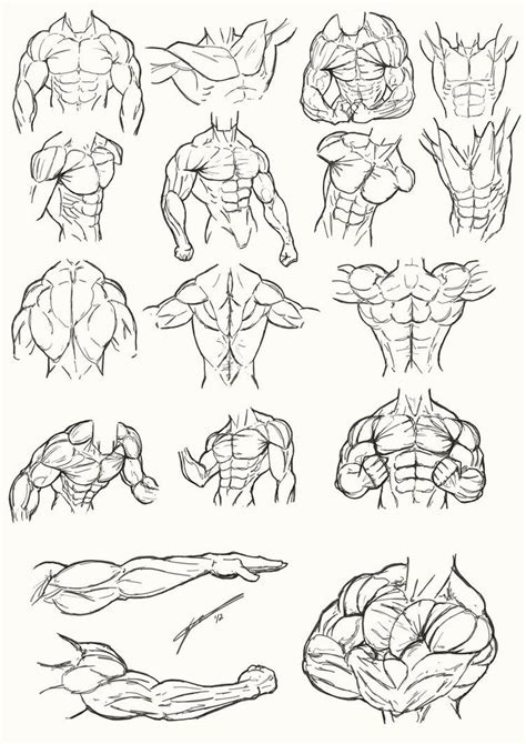 Pin By Asaki A40 On Anatomie Muscle Osature Drawings Drawing