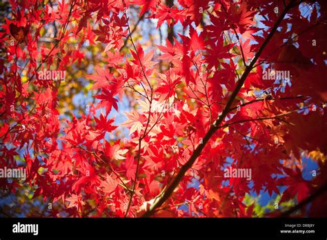 Brightly Coloured Autumn Leaves Against A Blue Sky Stock Photo Alamy