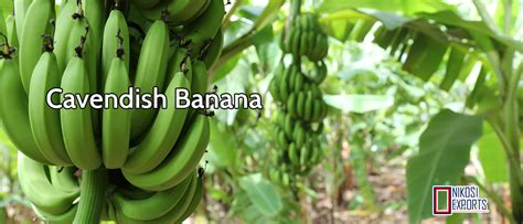 Bananele cavendish au fost numite după william cavendish, al șaselea duce al devonshire. Cavendish Banana - Nikosi - Nikosi