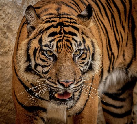 Sumatran Tiger Photograph By David Pine Fine Art America