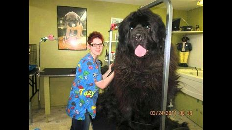 Worlds Biggest Newfoundland Dog 世界上最大的纽芬兰犬 Youtube