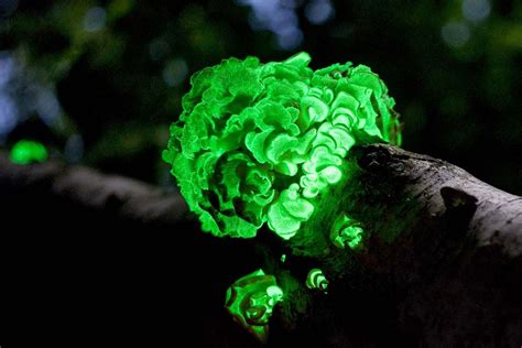 6 Bioluminescent Organisms Britannica