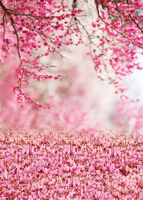 Pink Spring Flowers Beautiful Photo Backdrop S 982 Dbackdrop