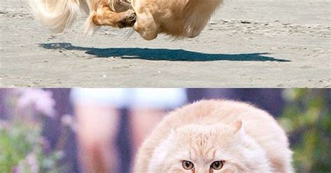 Funny Dog And Cat Running From The Gravity Of The Situation Funny