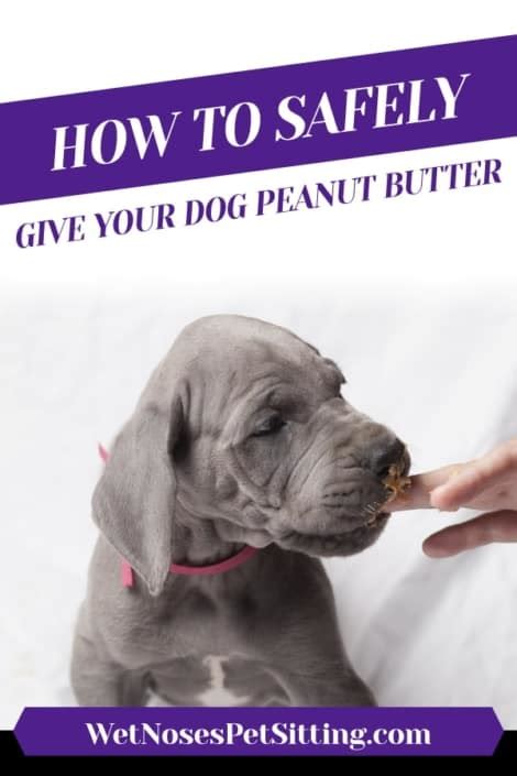 How To Safely Give Your Dog Peanut Butter Wet Noses Pet Sitting