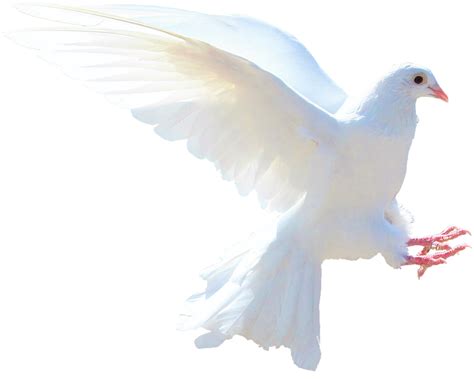 Isolated White Dove Nature · Free Photo On Pixabay